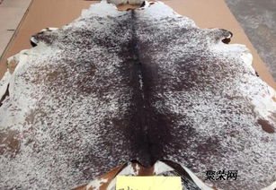 皮革進口總代理直銷 品質、服務與供應鏈的完美融合